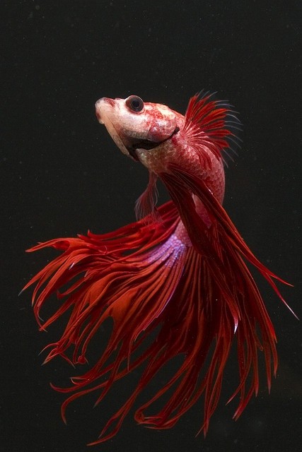 Photo:  Crown Tail Betta